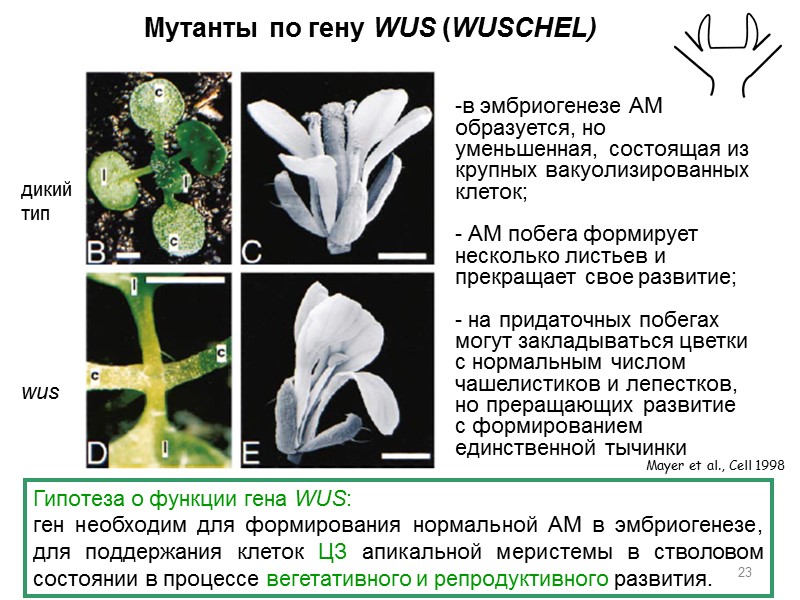 Мутанты по гену WUS (WUSCHEL) дикий  тип wus Mayer et al., Cell 1998